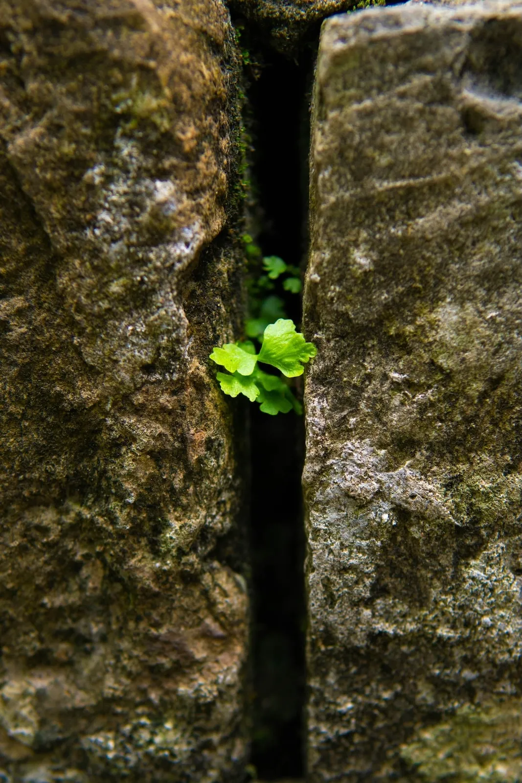 Building an Online Presence from Scratch Jardine Tree Care