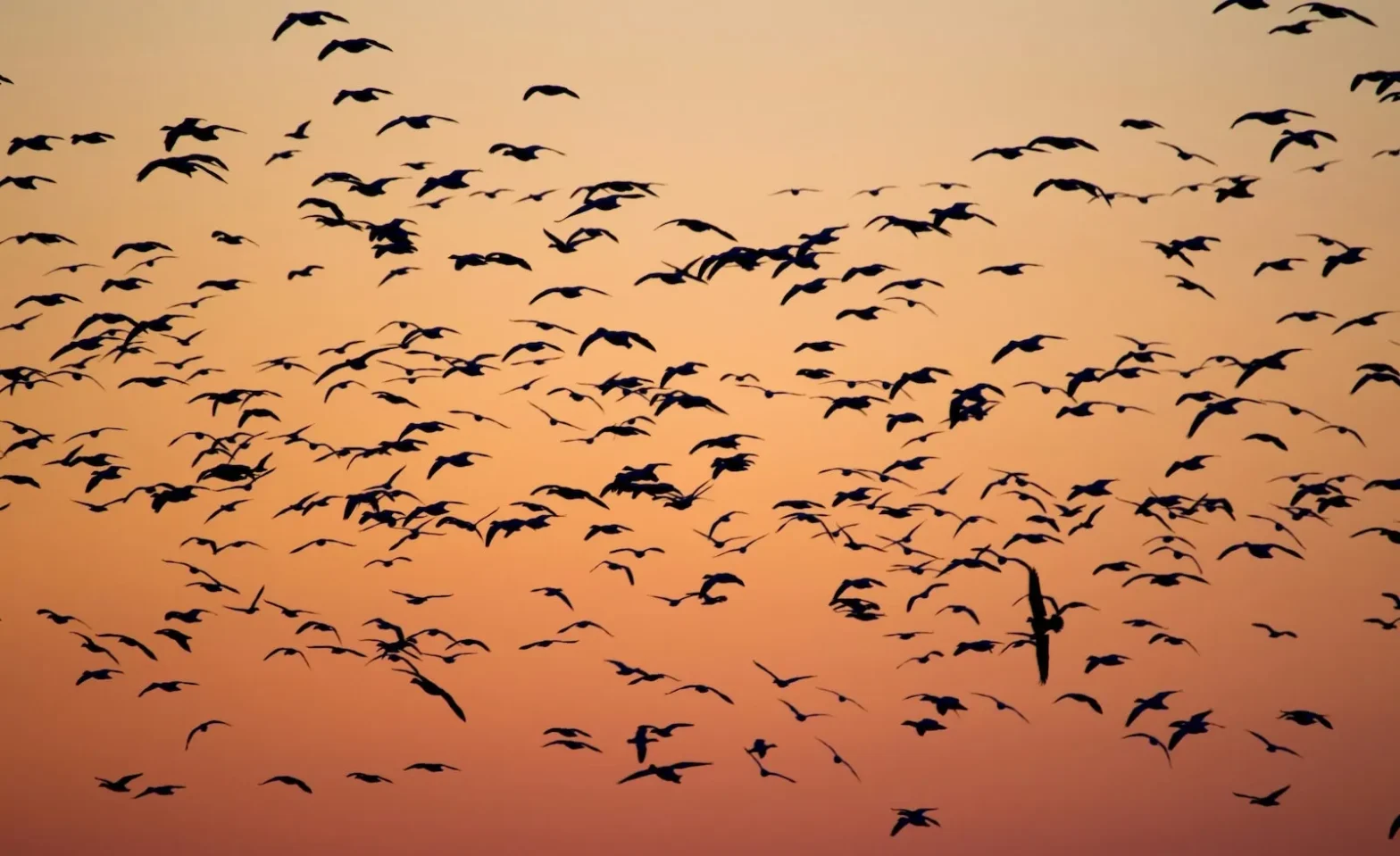 Behind the Scenes: How We Make Website Migrations Stress‑Free