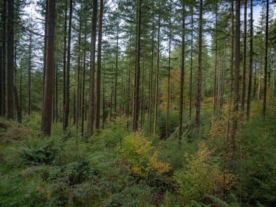 {{brizy_dc_image_alt entityId=